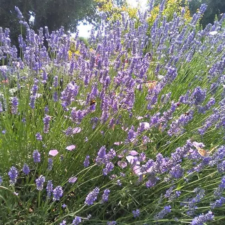 Farm stay La Dependance